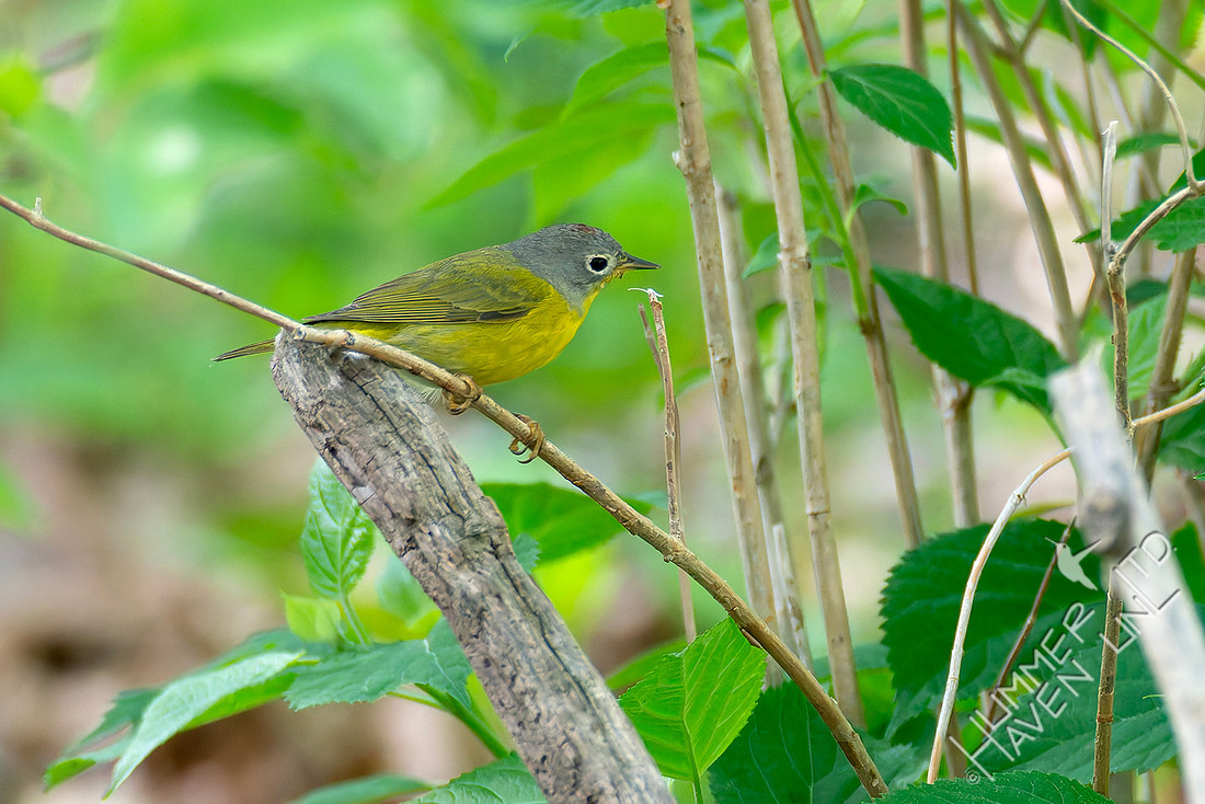 4-21-26 Nashville Warbler