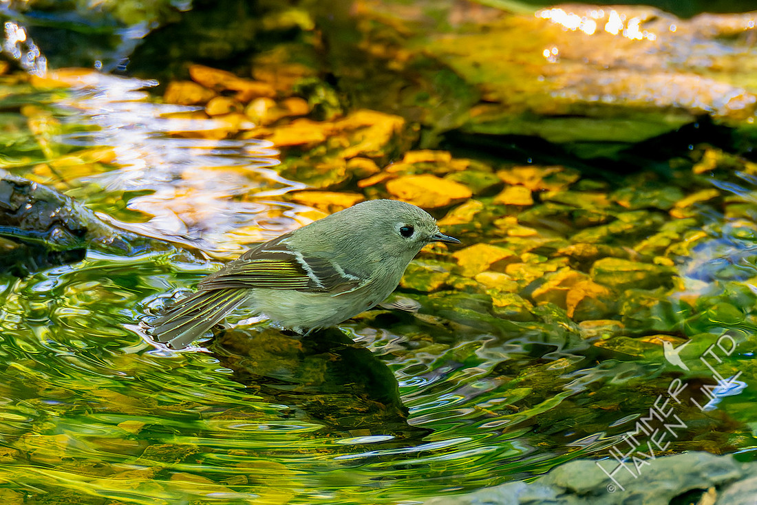 4-22-26 Ruby-crowned Kinglet