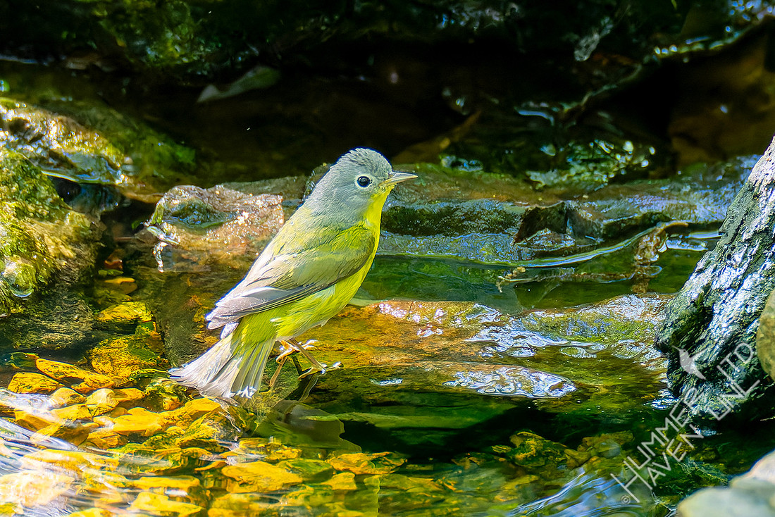 4-22-26 Nashville Warbler