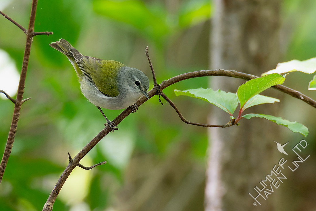 4-22-26 Tennessee Warbler