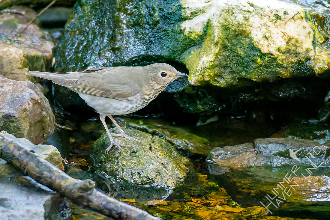 4-21-26 Swainson's Thrush