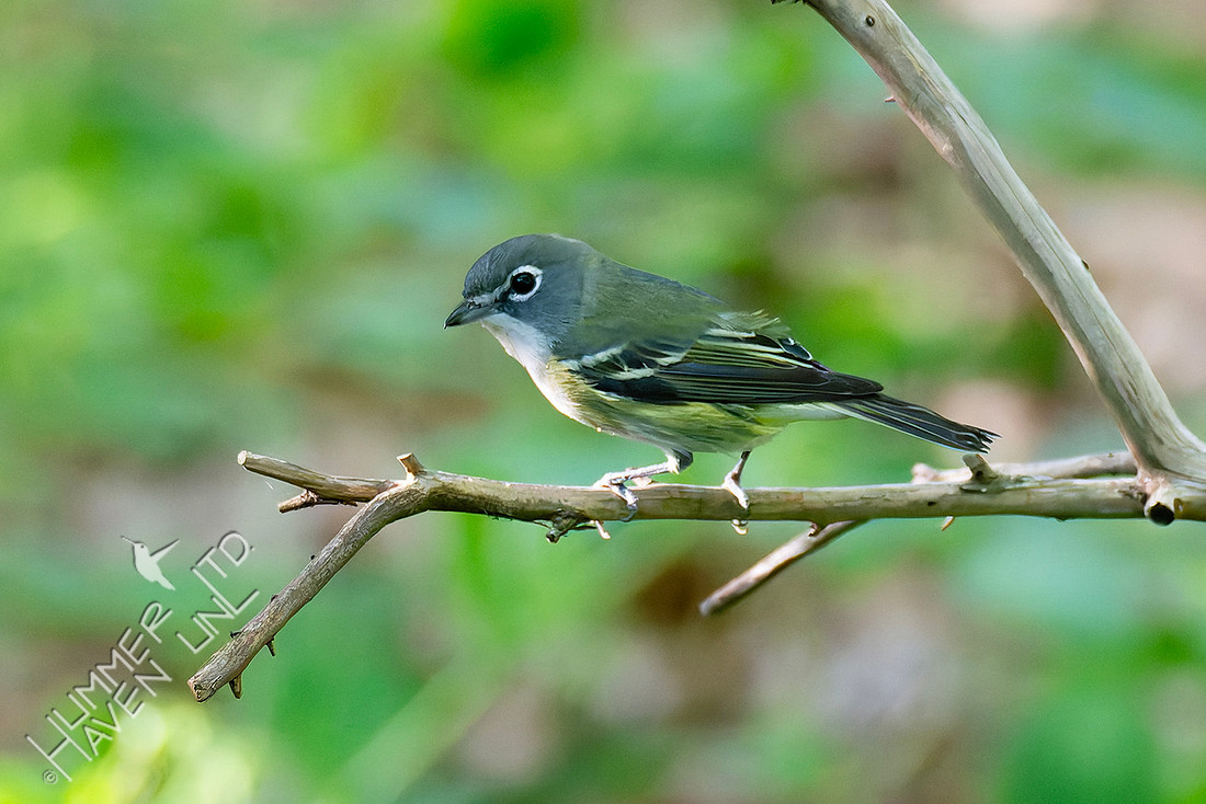 4-23-26 Blue-headed Vireo