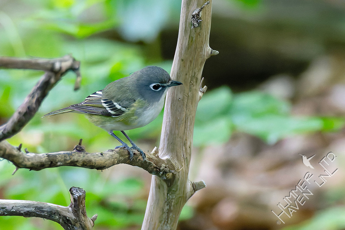 4-23-26 Blue-headed Vireo