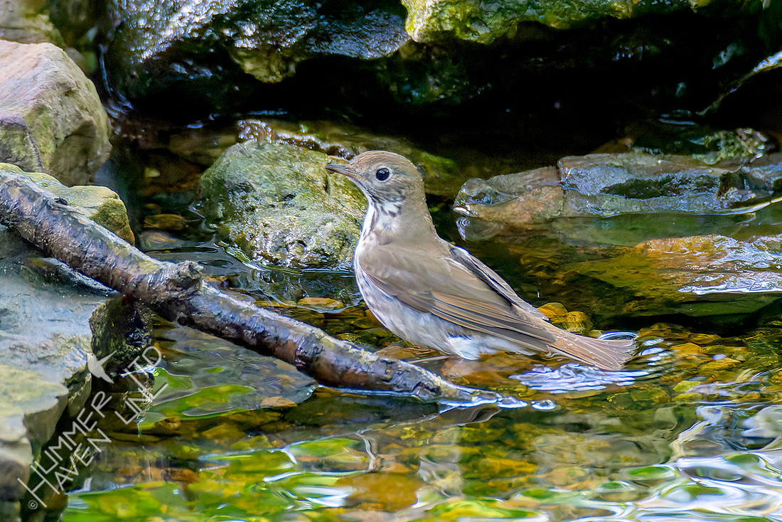 4-23-26 Hermit Thrush