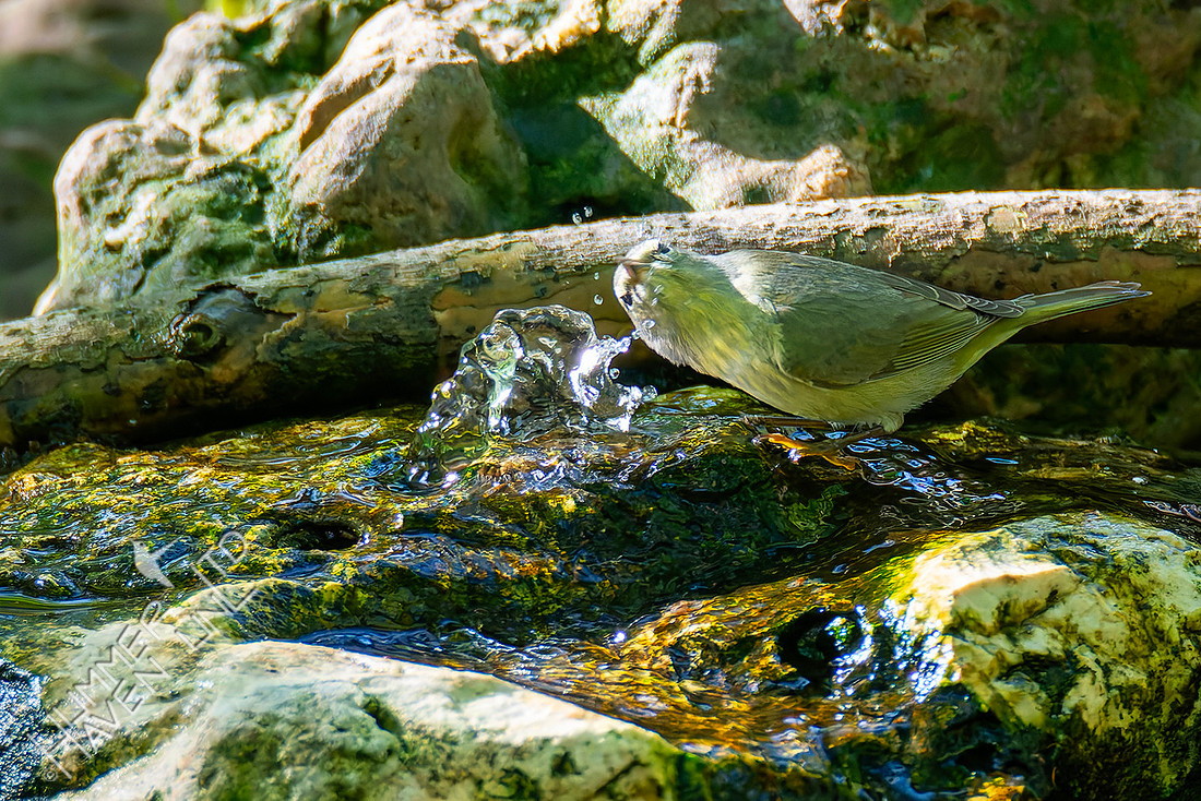4-23-26 Orange-crowned Warbler