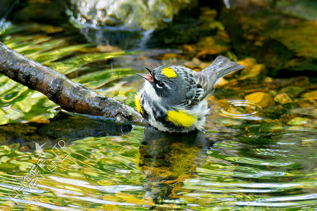 4-23-26 Yellow-rumped Warbler
