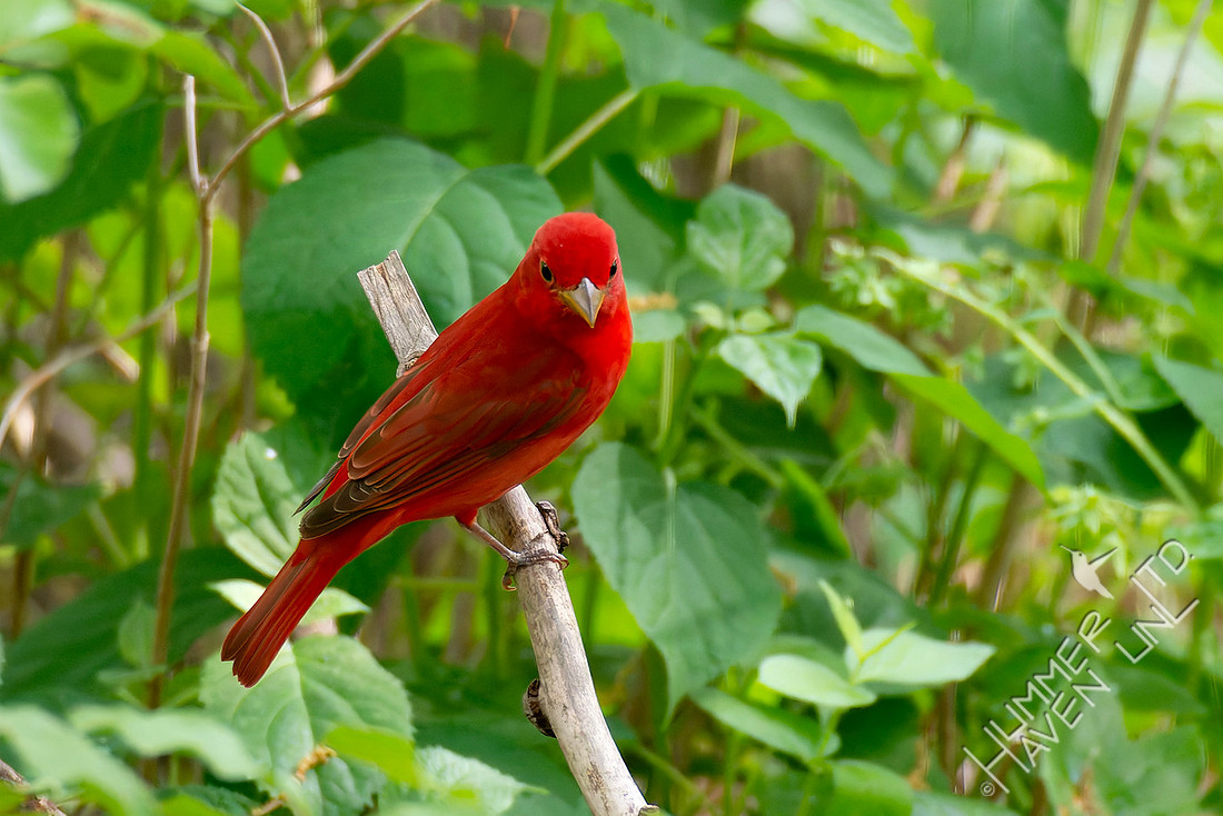 4-24-26 Summer Tanager