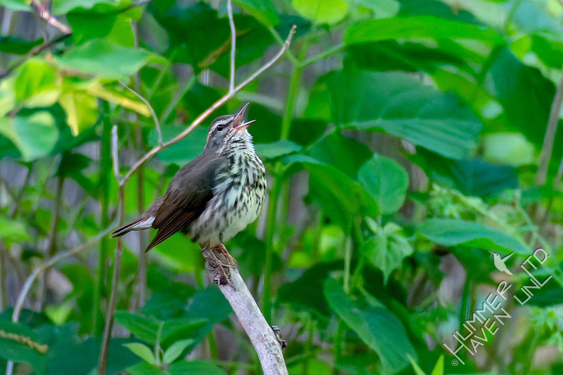 4-25-26 Northern Waterthrush singing