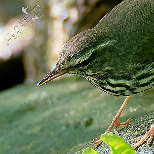 4-25-26 Northern Waterthrush with ant