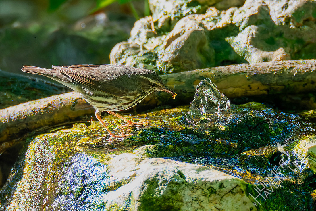 4-25-26 Northern Waterthrush'