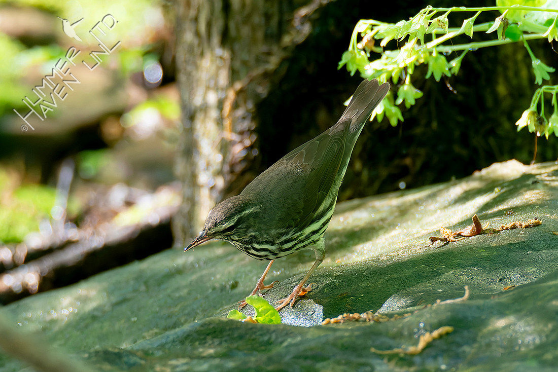 4-25-26 Northern Waterthrush
