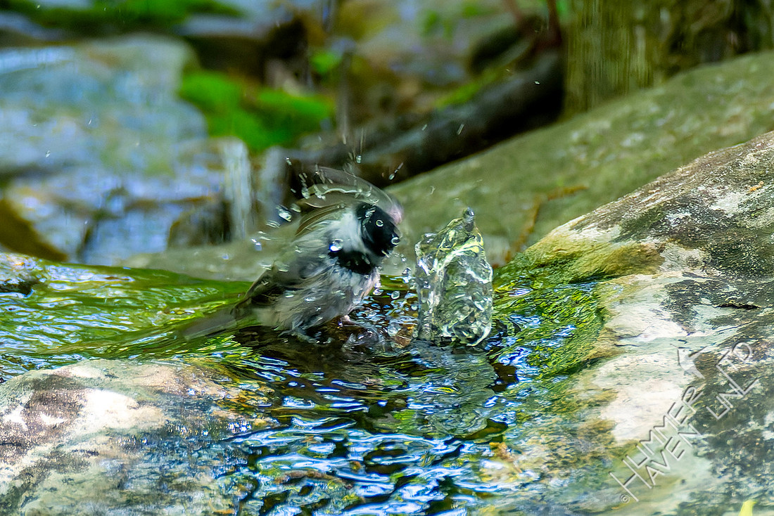 4-25-26 Carolina Chickadee