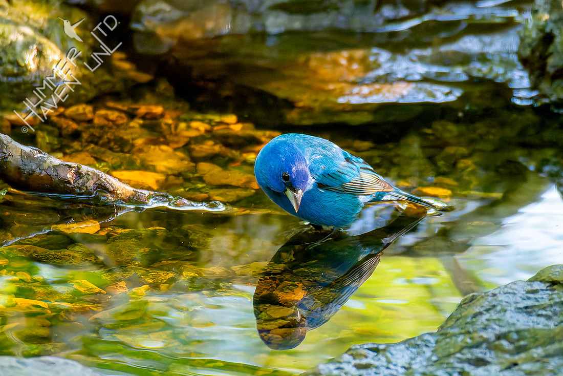 4-25-26 Indigo Bunting