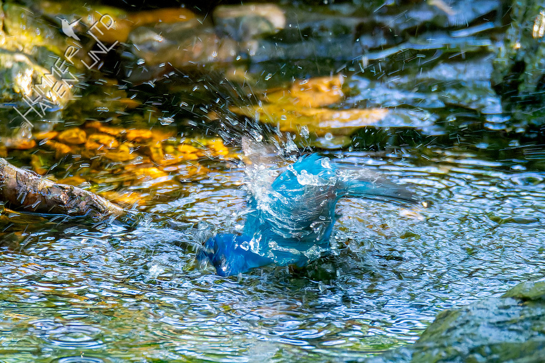 4-25-26 Indigo Bunting