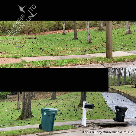 4-5-22 450+ Rusty Blackbirds
