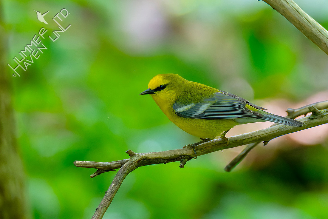 4-29-26 Blue-winged Warbler