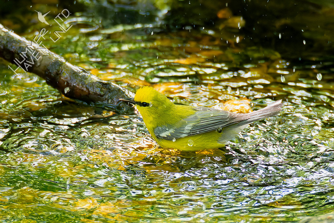 4-29-26 Blue-winged Warbler