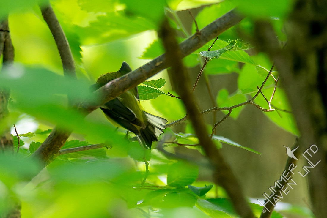 4-29-26 Blue-winged Warbler