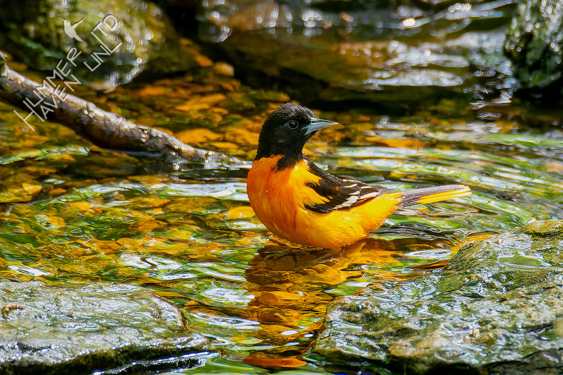 4-29-26 Baltimore Oriole