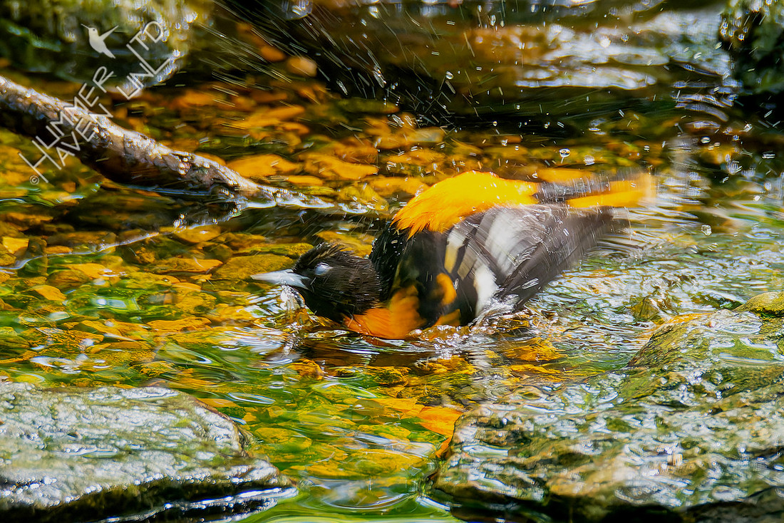 4-29-26 Baltimore Oriole