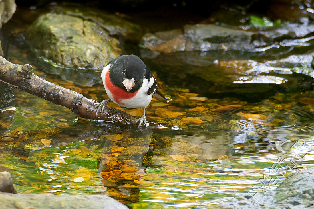 4-29-26 Rose-breasted Grosbeak