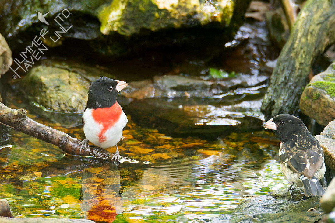 4-29-26 Two Rose-breasted Grosbeaks