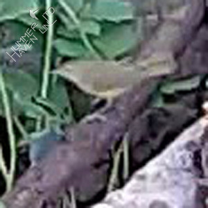 Mourning Warbler female