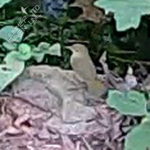 Mourning Warbler female