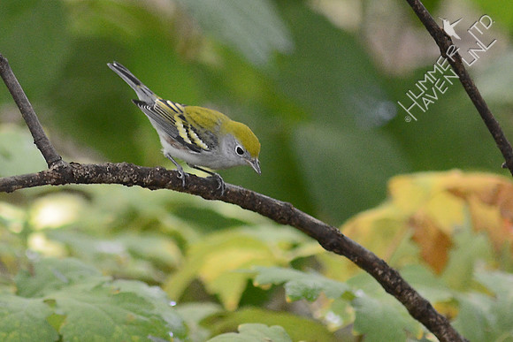 Chestnut-sided Warbler, first fall male