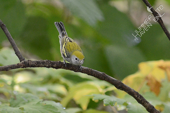 Chestnut-sided Warbler, first fall male