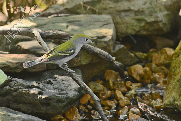 Chestnut-sided Warbler, first fall female