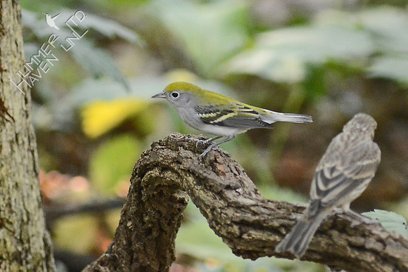 Chestnut-sided Warbler, first fall female