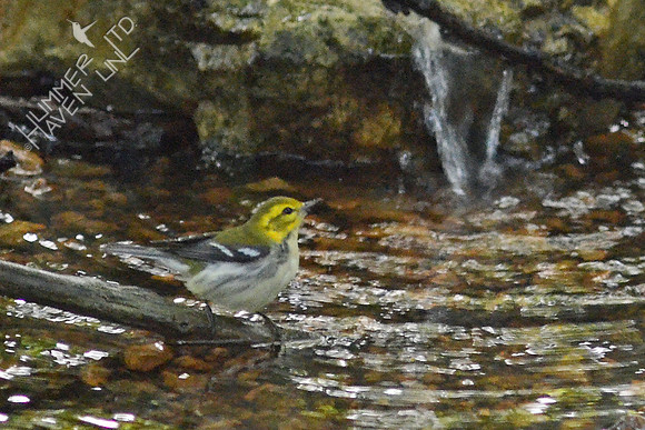 Black-throated Green Warbler, first fall female