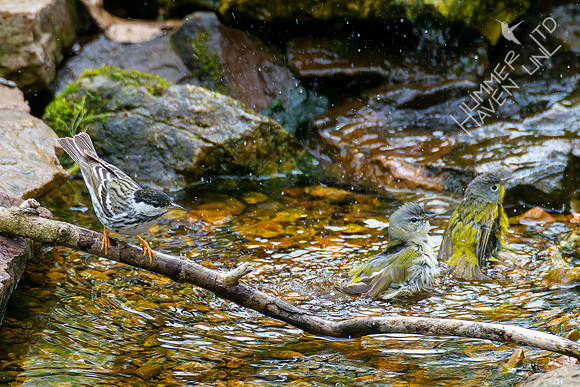 4-24-22 FOY Blackpoll and Tennessee, Nashville Warblers