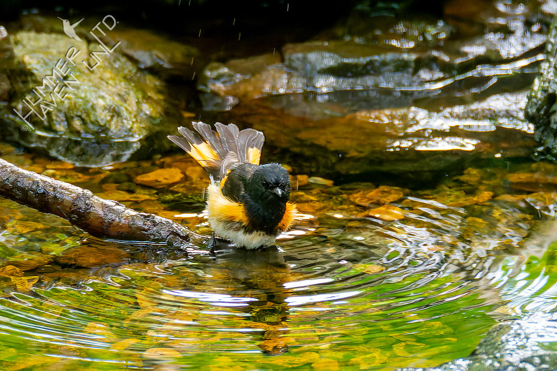 5-15-26 American Redstart