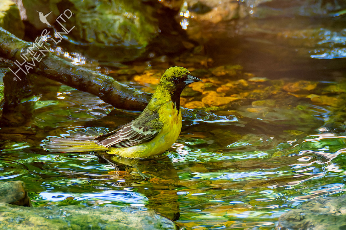5-3-26 Orchard Oriole first spring male