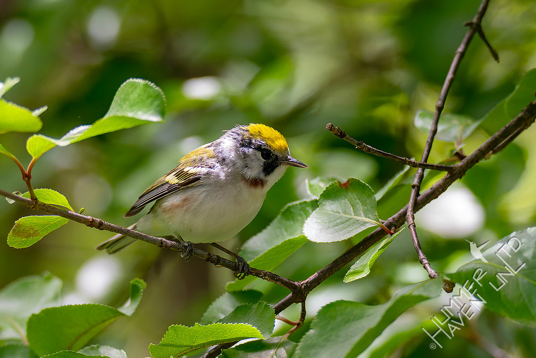 5-6-26 Chestnut-sided Warbler female