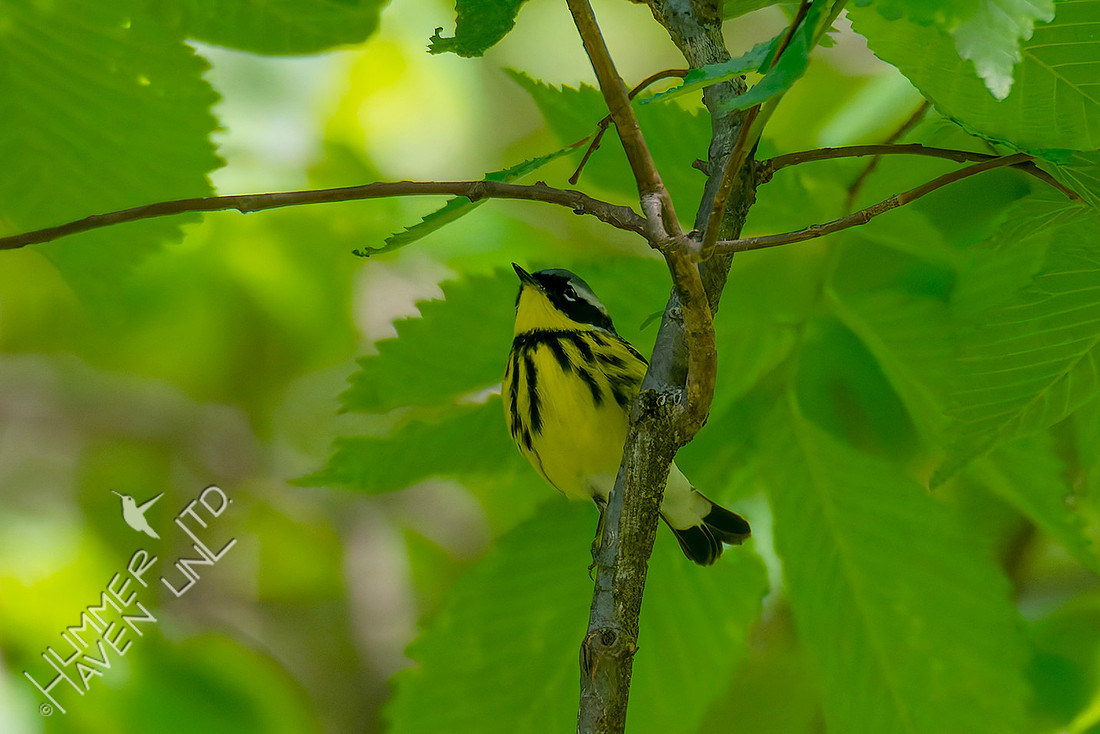 5-6-26 Magnolia Warbler