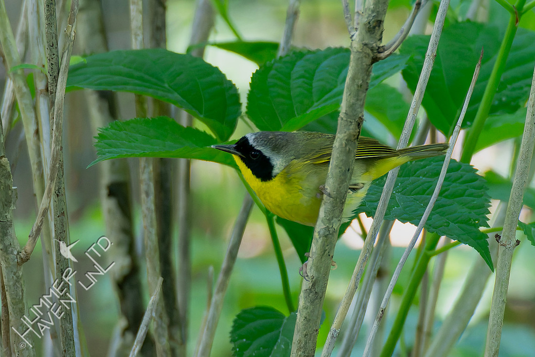 5-7-26 Common Yellowthroat