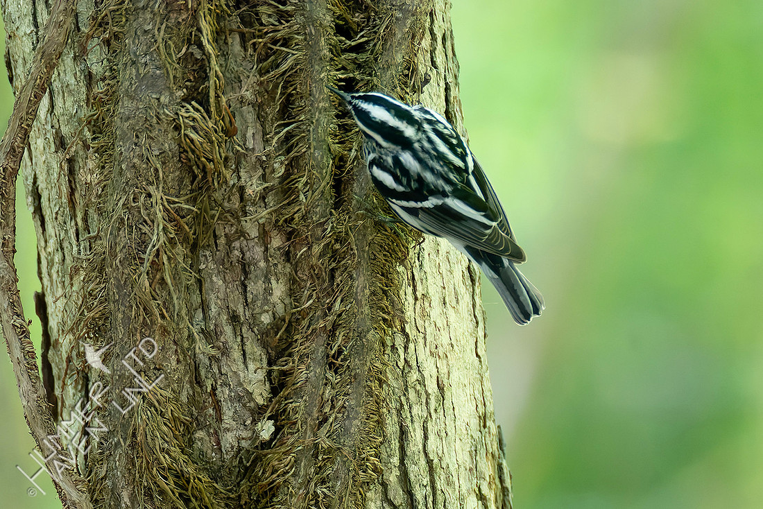 5-7-26 Black-and-white Warbler