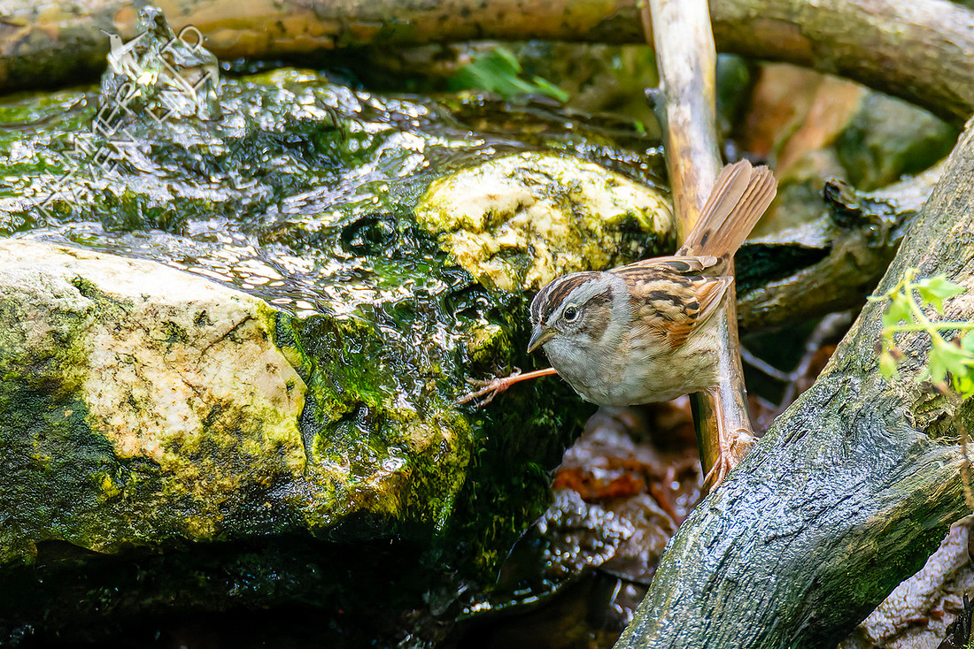 5-8-26 Swamp Sparrow