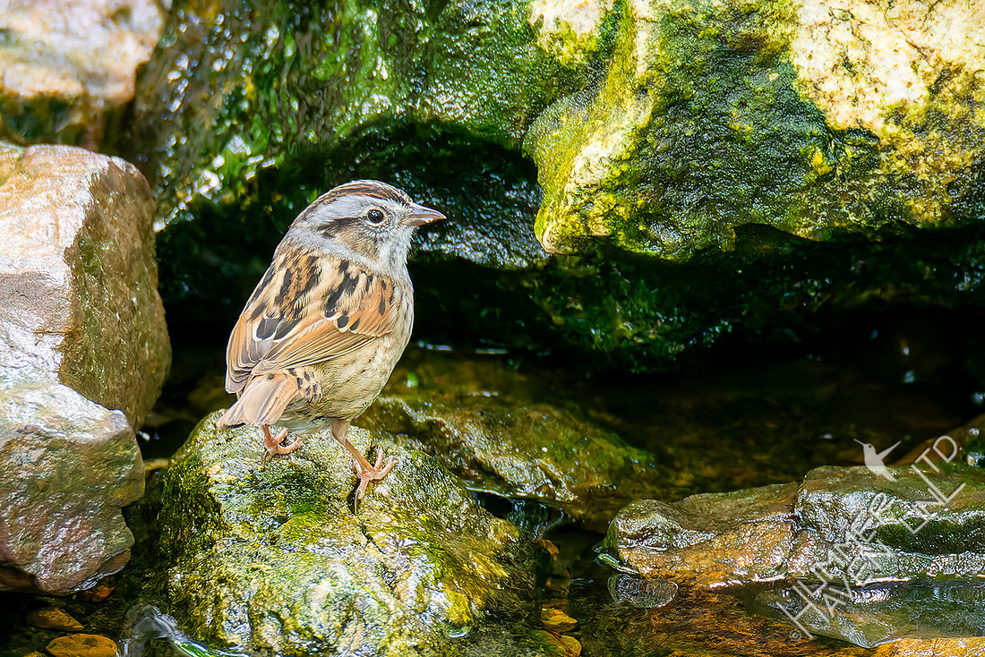 5-8-26 Swamp Sparrow