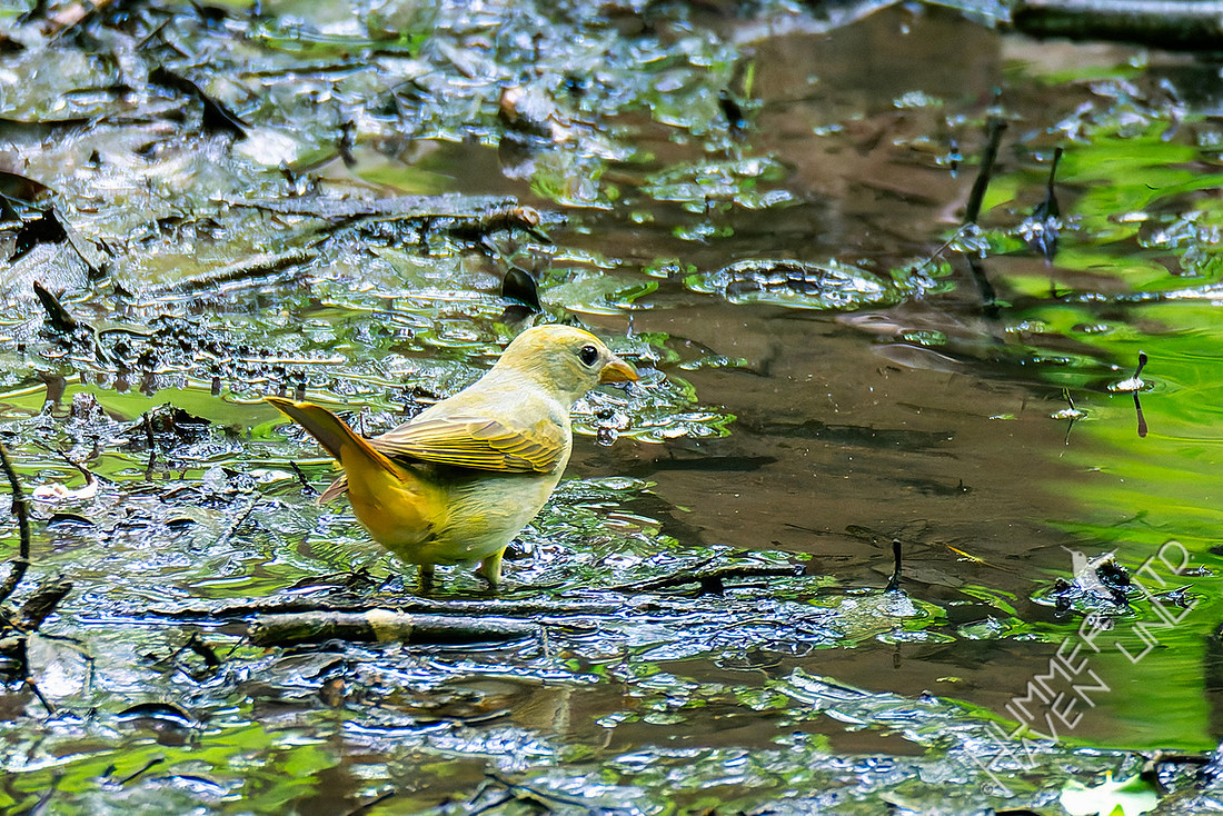 5-8-26 Summer Tanager female