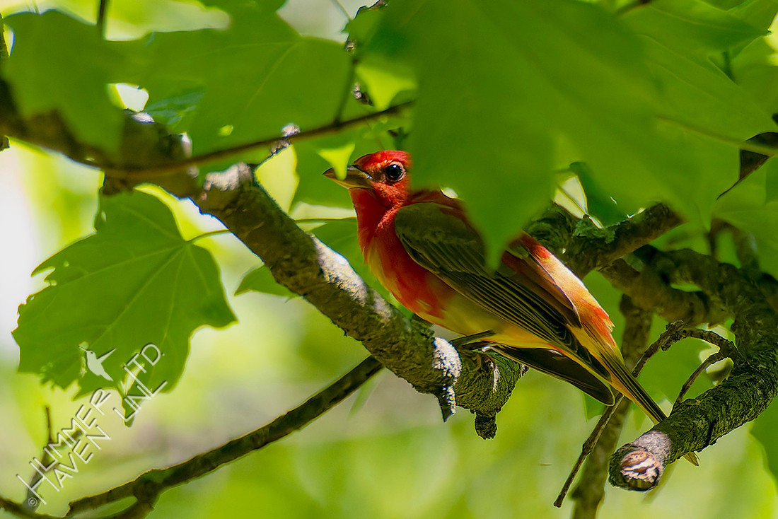 5-9-26 Summer Tanager first spring male in transition