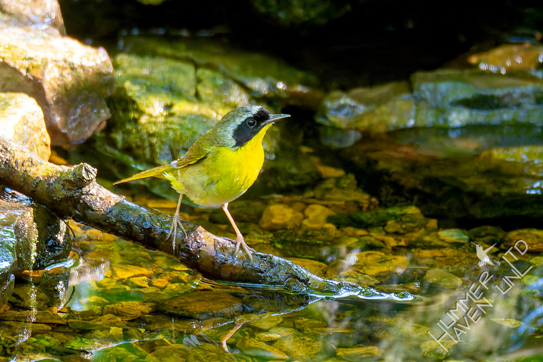 5-11-26 Common Yellowthroat