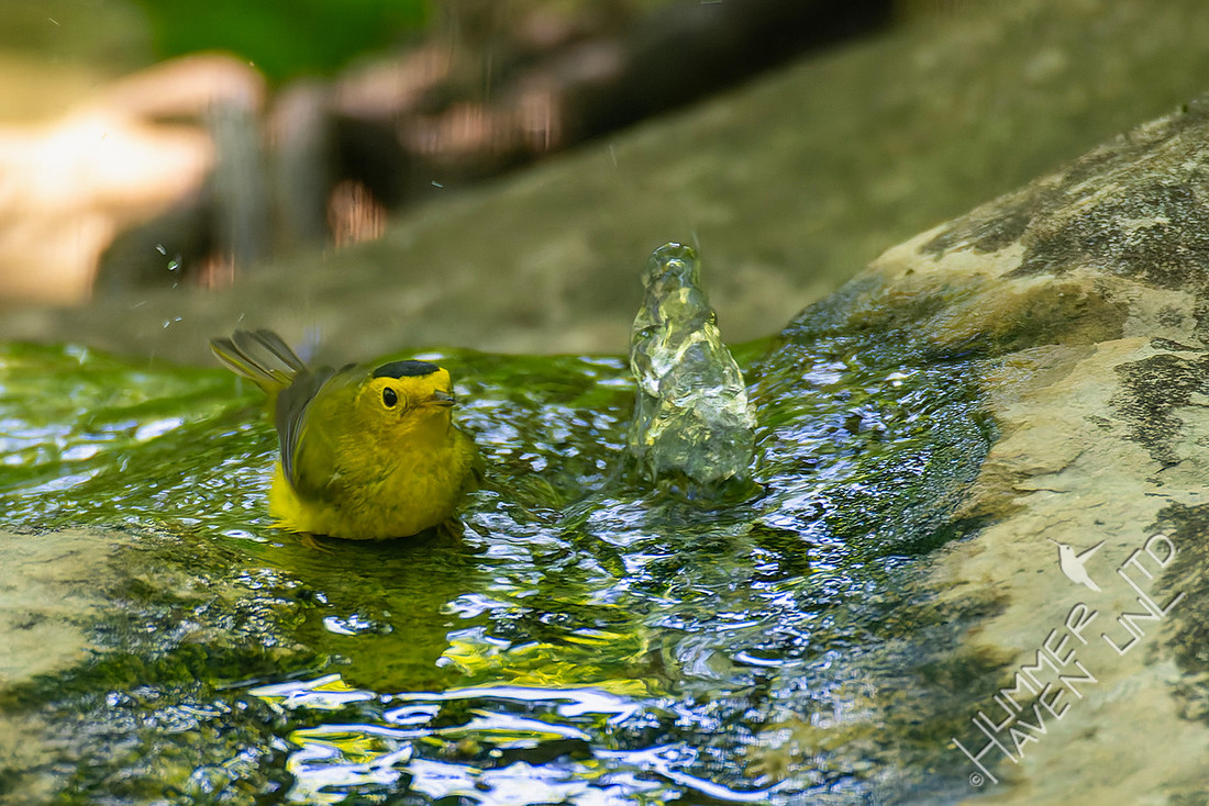 5-13-26 Wilson's Warbler