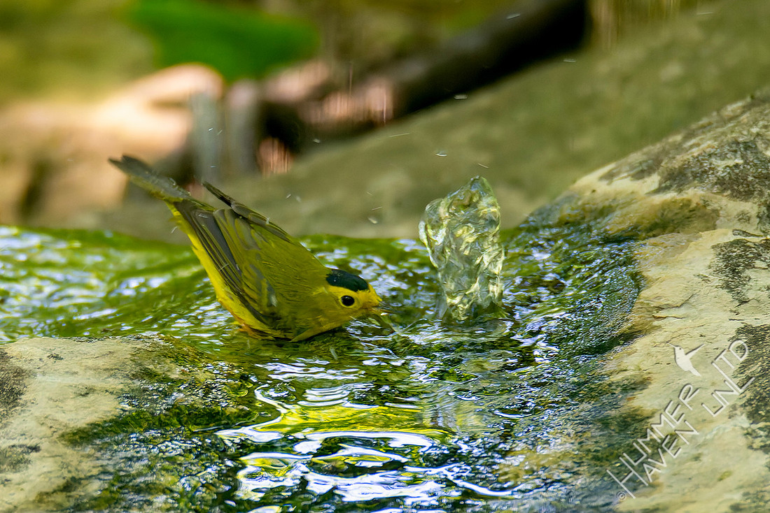 5-13-26 Wilson's Warbler