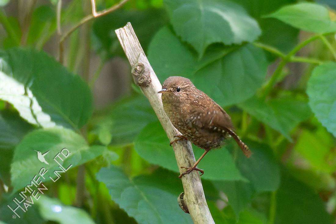 5-14-26 Late Winter Wren