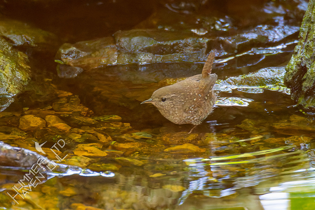 5-14-26 Late Winter Wren