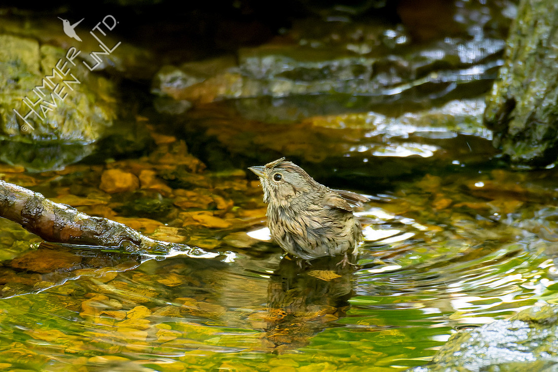 5-14-26 Lincoln's Sparrow
